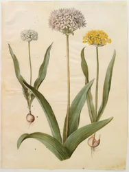 Allium moly (aglio dorato); Allium nigrum (aglio nero)