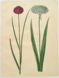 Allium sphaerocephalon (aglio ornamentale mediterraneo); Allium nigrum (aglio nero)
