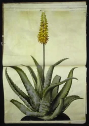 Aloe vera (aloe medicinale)