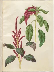 Amaranthus cruentus (amaranto rosso); Amaranthus caudatus (amaranto coda di volpe)