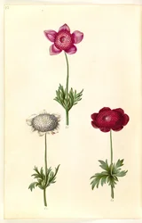 Anemone coronaria (anemone francese)