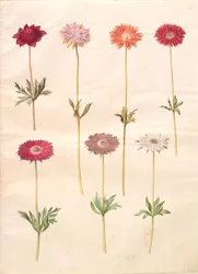 Anemone coronaria (anemone francese); Anemone ×fulgens (anemone splendente)
