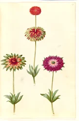 Anemone ×fulgens (anemone brillante)