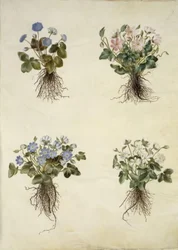 Anemone epatica (anemone blu)