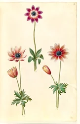 Anemone pavonina (anemone pavonina)