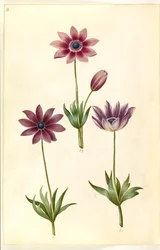 Anemone pavonina (anemone pavonina)