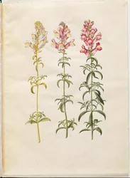 Antirrhinum majus (bocca di leone)