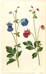 Aquilegia vulgaris (colombina comune)