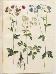 Aquilegia vulgaris (colombina comune)