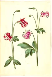Aquilegia vulgaris (aquilegia comune)