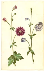 Aquilegia vulgaris (colombina comune)