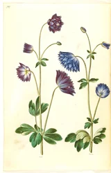 Aquilegia vulgaris (aquilegia comune)