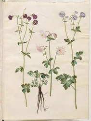 Aquilegia vulgaris (colombina comune)