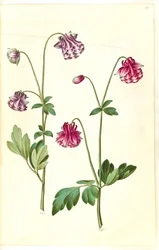 Aquilegia vulgaris (colombina comune)