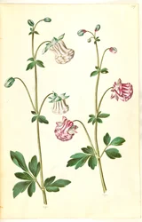 Aquilegia vulgaris (aquilegia comune)