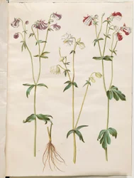 Aquilegia vulgaris (colombina comune)