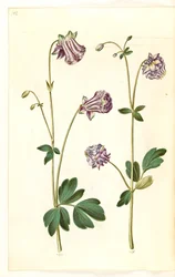 Aquilegia vulgaris (aquilegia comune)