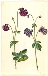 Aquilegia vulgaris (colombina comune)