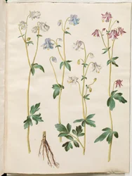 Aquilegia vulgaris