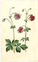 Aquilegia vulgaris (colombina comune)