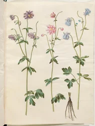 Aquilegia vulgaris (colombina comune)