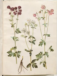 Aquilegia vulgaris (aquilegia comune)