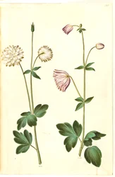 Aquilegia vulgaris (aquilegia comune)