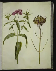 Asclepias incarnata (pianta della seta rosa)