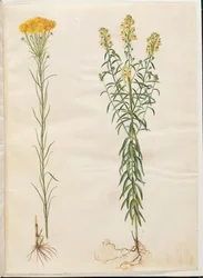 Aster linosyris (aster dorato); Linaria vulgaris (linaria comune)