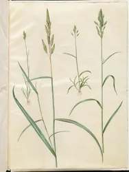 Bromus hordeaceus (erba morbida); Phalaris arundinacea (erba cannuccia)