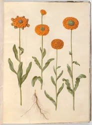 Calendula officinalis