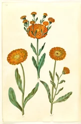 Calendula officinalis