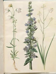 Campanula persicifolia; Campanula pyramidalis; Anthericum ramosum