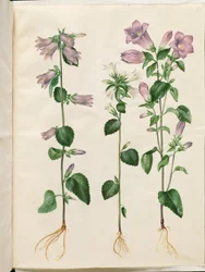 Campanula trachelium (campanula ortense); Campanula medium (campanula media)