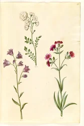 Cardamine pratensis (crescione dei prati); Campanula rotundifolia (?) (campanula); Silene vulgaris (?) (silene comune)
