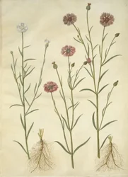 Centaurea cyanus (fiordaliso)