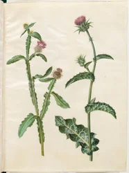 Centaurea seridis; Silybum marianum (cardo mariano comune)