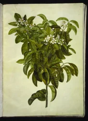 Citrus limon (limone comune)