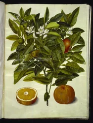 Citrus sinensis (arancia)