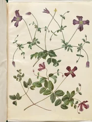Clematis viticella (rampicante italiano)