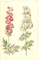Consolida ajacis (delphinium)