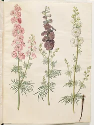 Consolida ajacis (delphinium da giardino)