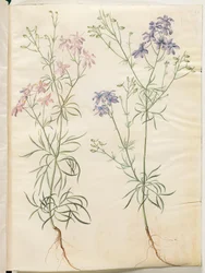 Consolida regalis (delphinium dei campi)