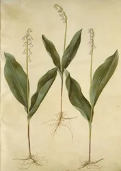 Convallaria majalis (mughetto); Convallaria majalis (varietà di mughetto)