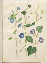 Convolvulus tricolor (gonna della vergine); Ipomoea purpurea (gloria del mattino purpurea)