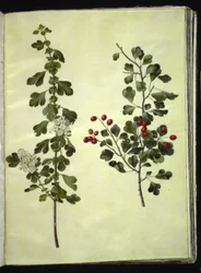 Crataegus laevigata