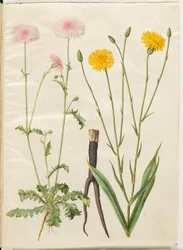 Crepis rubra (barba di becco rossa); Scorzonera hispanica (scorzonera)