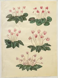Ciclamino purpurascens; Ciclamino hederifolium
