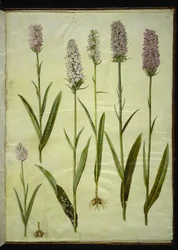 Dactylorhiza maculata (orchidea maculata)