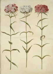 Dianthus barbatus (garofano dei poeti)